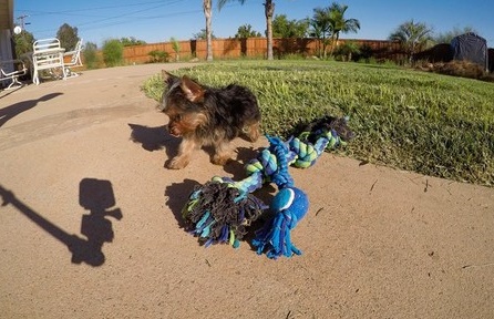 Yorkie puppies for sale