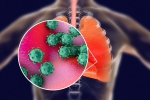 coronavirus, ACE2 and TNPRSS2, new studies explain how the coronavirus enters our body, Body organs