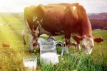 Cow Milk benefits, Cow Milk benefits, ten health benefits of consuming cow milk, Older people