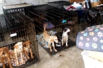 Kim Keon-hee, Dog Meat consumption, consuming dog meat is a right of consumer choice, Dog meat south korea
