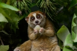 Slow lorises, Animal, cute but deadly the critically endangered slow lorises, Snatch