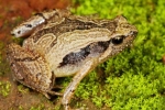 South Indian Frog Mucus Kills H1 Influenza Virus, South Indian Frog Mucus Kills H1 Flu Virus, south indian frog mucus kills flu virus, Fungal pesticides South Indian Frog Mucus Kills H1 Influenza Virus, South Indian Frog Mucus Kills H1 Flu Virus, south indian frog mucus kills flu virus, Fungal pesticides