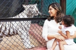 Klin Kaara celebrations, Klin Kaara tigress, klin kaara meets her namesake tigress on second birthday, Upasana