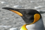 Danish researchers, nitrous oxide, laughing gas released from penguins poop causes a ruckusto the environment, Cuckoo