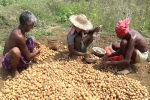 potato farmers in gujarat, Pepsico, pepsico case potato farmers in gujarat seek compensation for harassment, Snatch