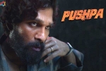 Sukumar, Allu Arjun Pushpa latest updates, pushpa to be released in two installments, Puspha