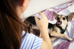 Rabies bite, Rabies dangerous, why is rabies deadly what to do after a bite, Anxiety