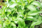 Stevia for sugar, Stevia breaking updates, is consuming stevia bad for blood sugar levels, Stevia Stevia for sugar, Stevia breaking updates, is consuming stevia bad for blood sugar levels, Stevia