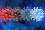 C.1.2 variant in South Africa, C.1.2 variant breaking news, latest coronavirus variant evades vaccine protection, Mauritius