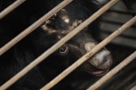 China, China, bear bile touted as a potent coronavirus treatment by china, Chinese people China, China, bear bile touted as a potent coronavirus treatment by china, Chinese people