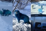 Russia, viral, bright blue stray dogs found in russia, Smurfs 2