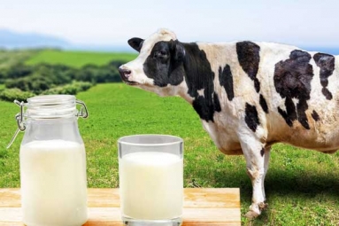 Can cow milk protein lead to Type 1 Diabetes?