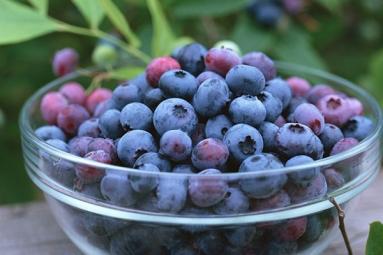 Eat blueberries to enhance memory, vision! Eat blueberries to enhance memory, vision!