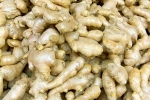 Ginger for Lung Health latest breaking, Ginger health benefits, how can ginger help in lung health, Amma