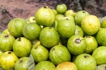 Guava bad for diabetics, Guava bad for which people, who should be careful with guava, Potassium Guava bad for diabetics, Guava bad for which people, who should be careful with guava, Potassium