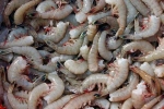 shrimp from Kerala, fishing practices, indian shrimp faces threat of ban in u s, Sea turtles shrimp from Kerala, fishing practices, indian shrimp faces threat of ban in u s, Sea turtles