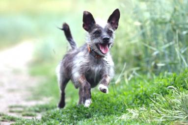 Pet insurance for compassionate buddies! Pet insurance for compassionate buddies!