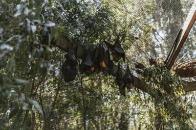 Study shows coronavirus presence in two Indian bats: ICMR Study