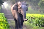 unique identification number, unique identification number, tamed elephants in india to get unique identification numbers like aadhar, Public interest litigation unique identification number, unique identification number, tamed elephants in india to get unique identification numbers like aadhar, Public interest litigation