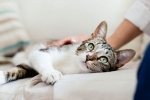 United states, United states, two pet cats in new york test positive for covid 19, Cats