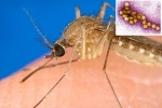 West Nile Virus latest, West Nile Virus symptoms, russia warns of west nile virus, Autumn