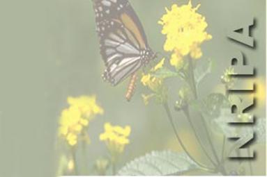 Non Resident Indians Parents Association Non Resident Indians Parents Association